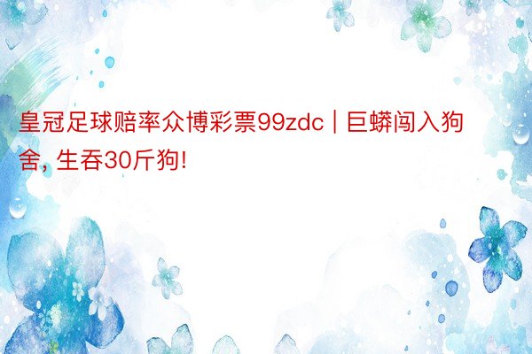 皇冠足球赔率众博彩票99zdc | 巨蟒闯入狗舍, 生吞30斤狗!